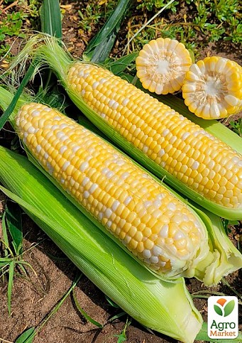 Кукурудза біколор "Акведук F1" ТМ "Lark Seeds" 2500шт