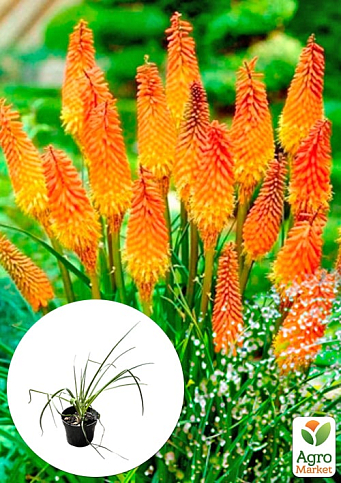 Кніпхофія "Kniphofia Indiana" вазон С2