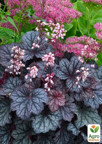 Гейхера (Heuchera) "Regina" 