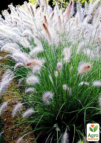 Пеннисетум лисохвостый "Hameln" вазон С2