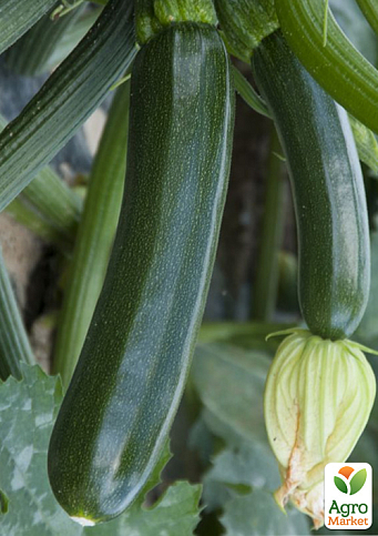Кабачок "Супремо F1" ТМ "Syngenta" 500шт