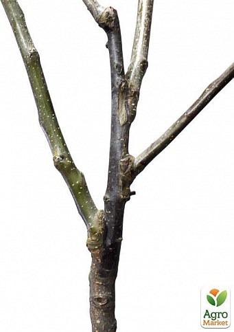 Эксклюзив! Дерево-сад Яблоня "Гала Маст+Семеренко"  - фото 2