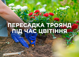Як правильно пересадити троянди під час цвітіння | Agro-market​