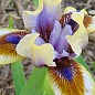 Ірис карликовий "Terse Verse"