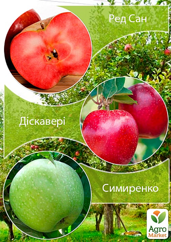 Дерево-сад Яблуня "Ред Сан+Діскавері+Симиренко"