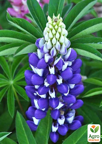 Люпин "Legendary Blue Shades" (вазон Р9)