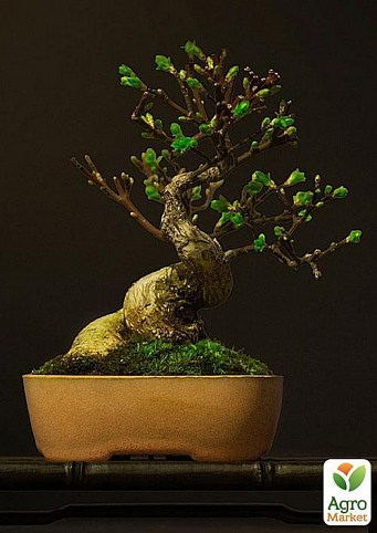 Бонсаи "Восточное чудо" (Bonsai mixed) дм 26 см выс. 35 см