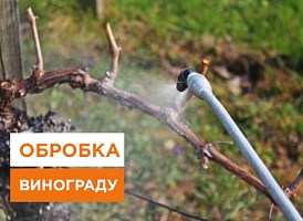 Обприскування винограду ранньою весною - корисні статті про садівництво від Agro-Market