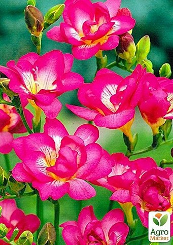 Фрезия махровая "Pink-White" 5шт в упаковке