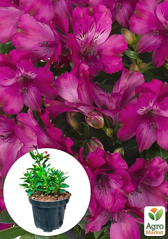Альстромерия inticancha Patio "Machu" (выращено in-vitro) С1,5