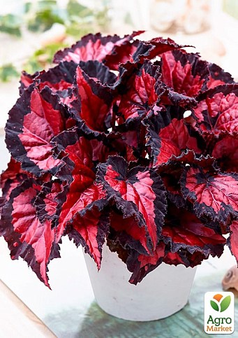 Бегония королевская REX "Inca Night" 20-30см - фото 4