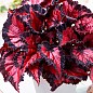 Бегония королевская REX "Inca Night" 20-30см