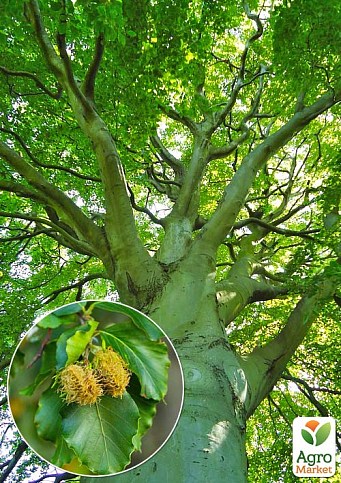 Бук европейский (Fagus sylvatica) высота 25-35см