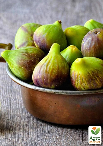 Інжир саджанець 3х-річний «Брунсвік» (висота 70-90см) - фото 3