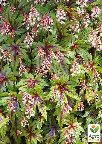 Тиарелла (Tiarella) "Sugar and Spice" С1 (высота 15-30см)
