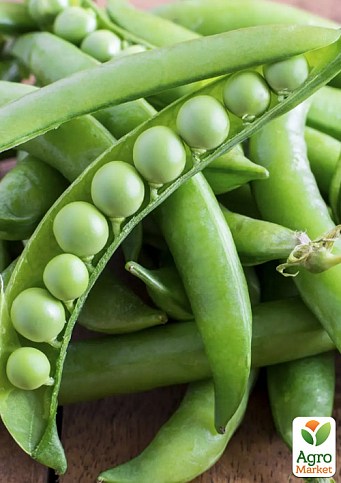 Горох "Муцио" ТМ "Hem Zaden" 5г - фото 2