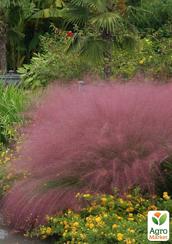 Мюленбергия "Muhlenbergia capillaris" вазон Р9