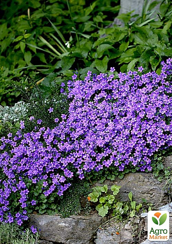 Кампанула Portenschlagiana "Catharina"  