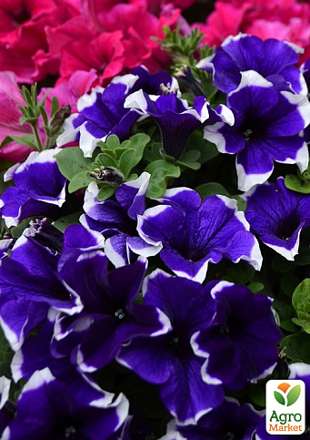 Петуния ампельная Crazytunia "Blue Picotee" 