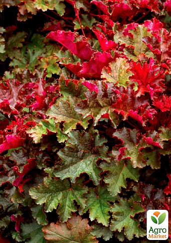 Гейхера (Heuchera) "Chocolate Ruffles" С1 (высота 15-30см)