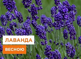 Чому лаванда не прокидається навесні: причини та способи допомоги рослині - корисні статті про садівництво від Agro-Market