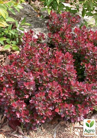 Барбарис Тунберга Atropurpurea  Nana (контейнер 1л, высота 8-10 см)
