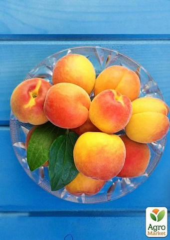 Ексклюзив! Абрикос жовто-помаранчевий "Солодке життя" (Sweet life) (канадська селекція, преміальний морозостійкий сорт) - фото 3