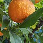 Апельсин "Гамлін" купить