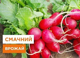 Редис у відкритому ґрунті, як виростити редис у відкритому ґрунті - Agro-Market