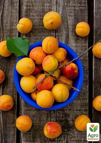 Ексклюзив! Абрикос жовто-помаранчевий "Солодке життя" (Sweet life) (канадська селекція, преміальний морозостійкий сорт) - фото 2