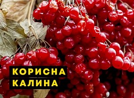 Як приготувати калину для лікування - корисні статті про садівництво від Agro-Market