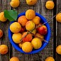 Ексклюзив! Абрикос жовто-помаранчевий "Солодке життя" (Sweet life) (канадська селекція, преміальний морозостійкий сорт) купить