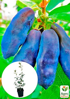 Жимолість "Синій банан" (високоурожайний, великоплідний сорт)2