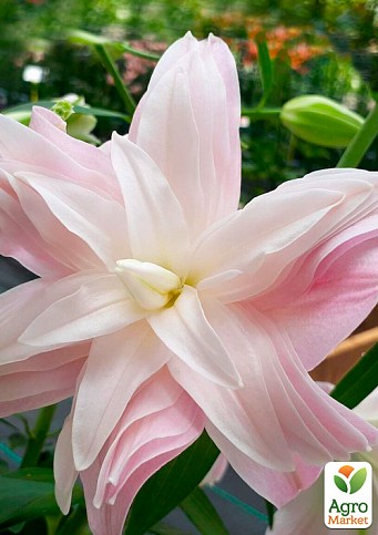 Лилия Махровая "Lotus Breeze" 