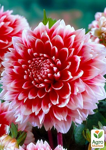 Георгина "Red and White Fubuki"