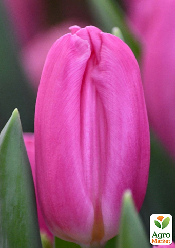 Тюльпан "Pink Flag"