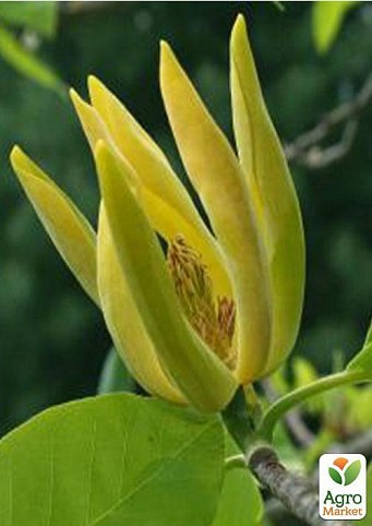 Магнолия "Acuminata" (возраст саженца 2,5 года)