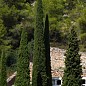 Кипарис Італійський 3-х річний (Cupressus sempervirens) С1,5 висота 35-45см