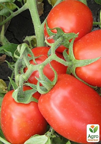 Томат детерминантный "8504 F1" ТМ "Lark Seeds" 5000шт