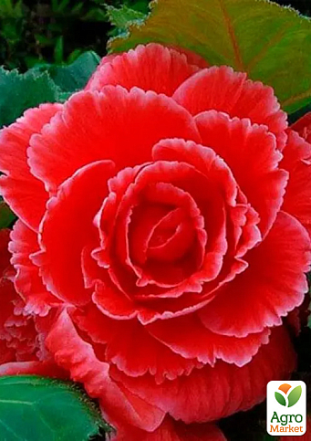 Бегония Америгибрид пикоти F1 "Красное кружево" ТМ "Vesna Select" 5шт