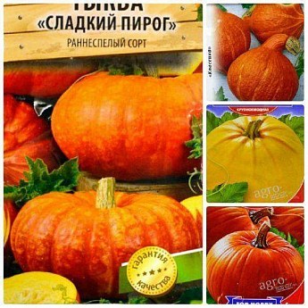 Комплект семян тыквы "Золотой браслет" 5уп