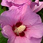 Гибискус сирийский розовый "Майке" (Maike)