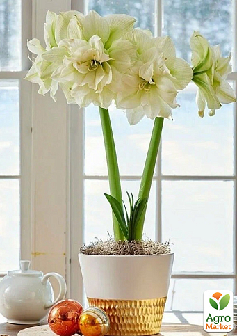  Амариліс (гіппеаструм) махровий у горщику "Ice Queen"