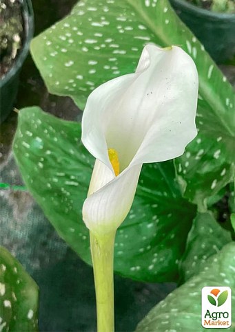 Калла "Albomaculata"  - фото 2