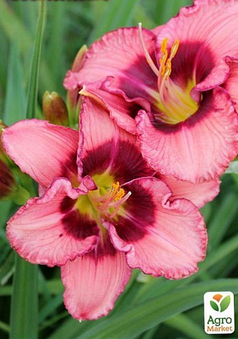 Лілійник "Dan Mahony" 1шт в упаковці - фото 5