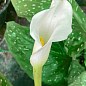 Калла "Albomaculata"  купить
