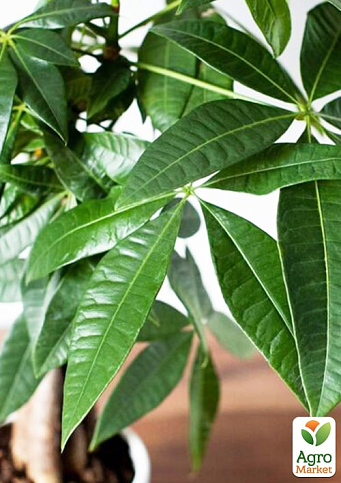 LMTD Пахіра "Aquatica" переплетена (40-50см) - фото 3