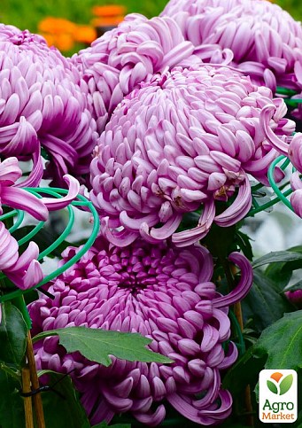 Хризантема  "Irisa Lilac" (низкорослая крупноцветковая)
