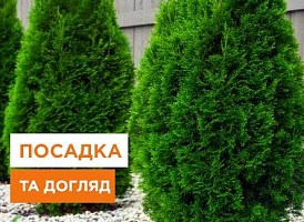 Кіпаріс: як правильно посадити і доглядати рослину - корисні статті про садівництво від Agro-Market