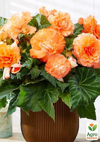 Бегония "Америгибрид F1" rufled apricot ТМ "Профессиональные семена" 100шт